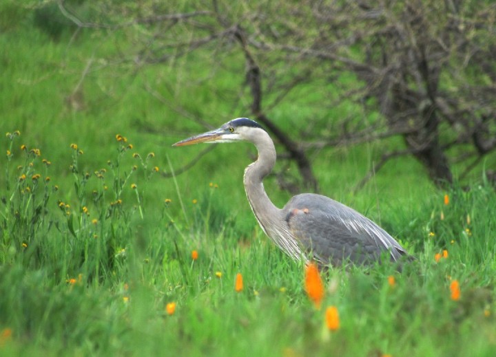 Great Blue Heron